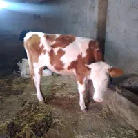 ۲ راس لیشه سیمنتال وهلشتاین اصیل گاو