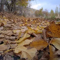 اجاره. زمین کشاورزی  دیم