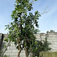 نهال آواکادو پیوندی|خدمات باغبانی و درختکاری|دالخانی, |دیوار