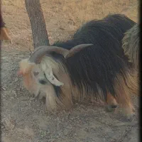 بعده تخمی|حیوانات مزرعه|ایذه, |دیوار