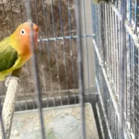 جوجه کوتوله یووینگ