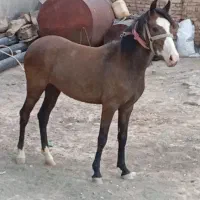 اسب یک و نیم ساله مادیان|اسب و تجهیزات اسب‌سواری|اردبیل, |دیوار