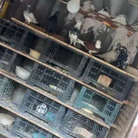 حدود ۱۰۰طوق کفتر یکجایی با گنجه و کلیه لوازم|پرنده|تهران, هرندی|دیوار