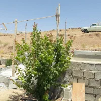 باغ فنس کشی شده