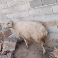 گوسفند ماده ابستن