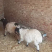 بره درجه یک باب پروار|حیوانات مزرعه|ایوان, |دیوار