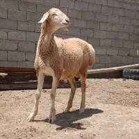 بره نر جنس دار چینی قوچی،، میش ، بز