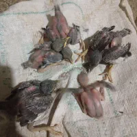 جوجه مینای نرافغانی اصل