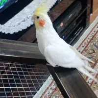 عروس هلندی نر|پرنده|کرج, باغستان|دیوار