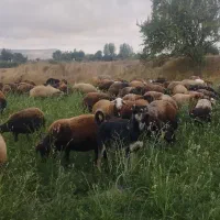 سرابی مناسب برای گله و نگهبانی|سگ|سرعین, |دیوار