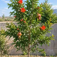 انار ارسال به سراسر کشور