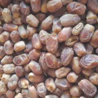 قصب درجه یک عالی|خوردنی و آشامیدنی|وحدتیه, |دیوار