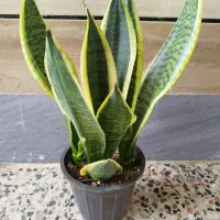 سانسوریا شمشیری ابلغ وگل وگیاه|گل و گیاه طبیعی|اهواز, شریعتی جنوبی|دیوار