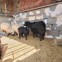 کود گوسفندی مجانی رایگان