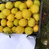 لیمو خارگ 150