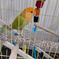 طوطی|پرنده|مهاباد (آذربایجان غربی), |دیوار