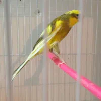 قناری ماده ابلغ کشیده بلند|پرنده|مشهد, ولیعصر (شهرک غرب)|دیوار