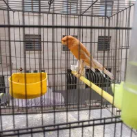 قناری رسمی نر