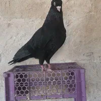 زاغ آبادانی|پرنده|اصفهان, گورتان|دیوار