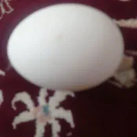 تخم غاز دانه 50000