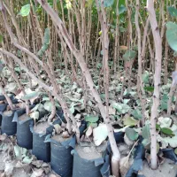 نهال پسته گلدانی،|خدمات باغبانی و درختکاری|طبس, |دیوار