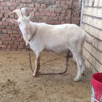 نر بز سانن|حیوانات مزرعه|زاهدان, |دیوار