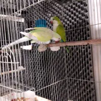 راهب جفت مولد اسنوا یخی، اوپلاین خال زرد مولد