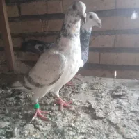 نرماده گوره سبز