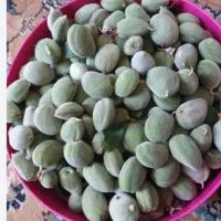 چاقاله بادام تازه