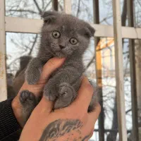 گربه اسکاتیش و بریتیش توله دوماهه