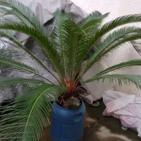 سیکاس بیش از ۱۰ سال