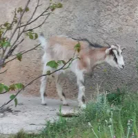 کهره شکال
