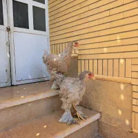 مرغ و خروس زینتی پاپر