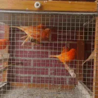 قناری رد فکتور و کشیده بلند