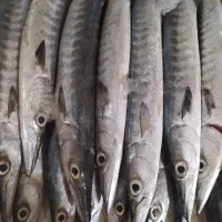 انواع ماهی ومیگو چابهار ارسالی به سراسر کشور