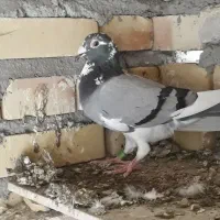 کبوتر
