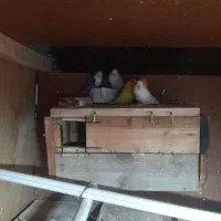 حیوانات و لوازم