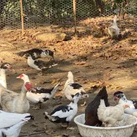 اردک اسراییلی|حیوانات مزرعه|رشت, حومه رشت|دیوار