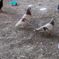 کبوتر ترکیه وشق شقی|پرنده|جوانرود, |دیوار