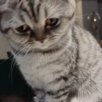 واگذاری گربه اسکاتیش|گربه|کرمانشاه, |دیوار