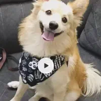 پامرین اشتپیز ۸ ماهه