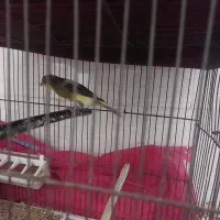 جوجه قناری بیشترنر