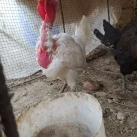 فروش جوجه خروس محلی اصل|حیوانات مزرعه|کوه چنار, |دیوار