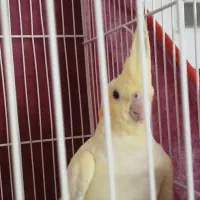 عروس هلندی نر|پرنده|تربت جام, میان جام|دیوار