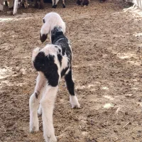 بره و کهره شیری|حیوانات مزرعه|چرام, |دیوار