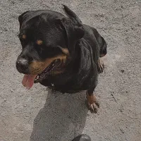 سگ روتوایلر