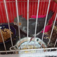 عروس هلندی|پرنده|مشهد, تربیت (صدف)|دیوار