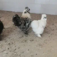 ابریشمی کوپال|حیوانات مزرعه|کاشمر, |دیوار