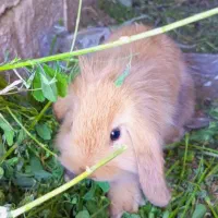 خرگوش فشمالو