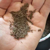 زیره سیاه کوهی درگز به شرط